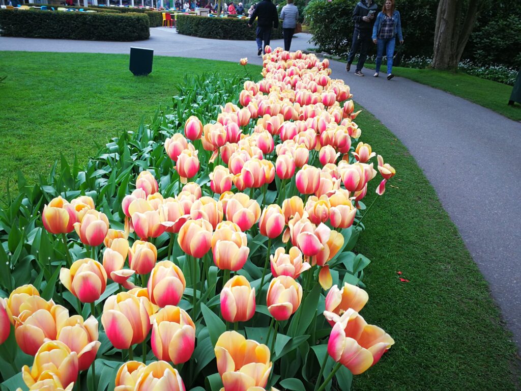 World Largest Tulip Flowers Garden of Keukenhof in Netherlands