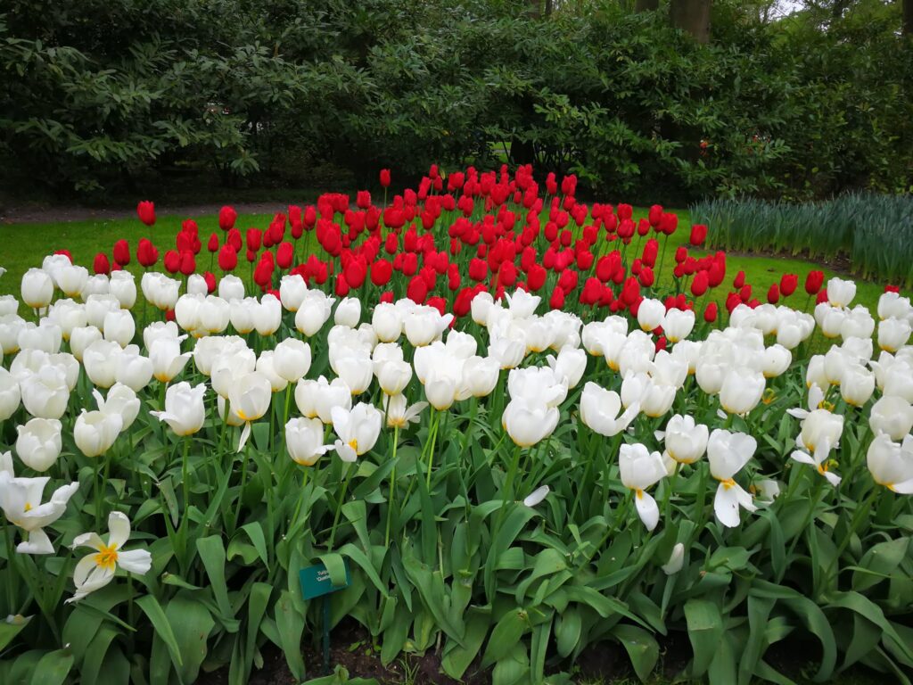 World Largest Tulip Flowers Garden of Keukenhof in Netherlands