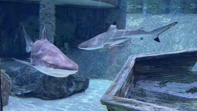 Sharjah Aquarium, UAE