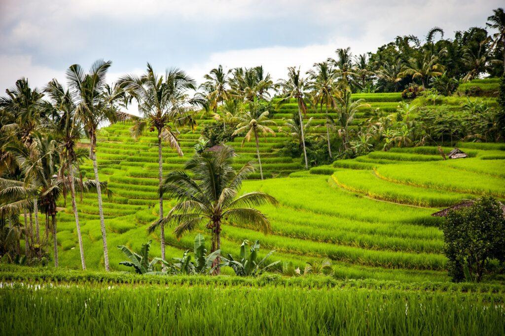 Bali Travel Guide- Tips on Best Places and Activities