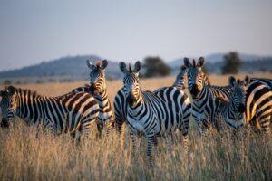 🌍 An African Adventure: Safari in Serengeti National Park 🦁