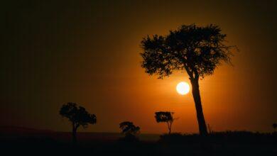 🌍 An African Adventure: Safari in Serengeti National Park 🦓🦒