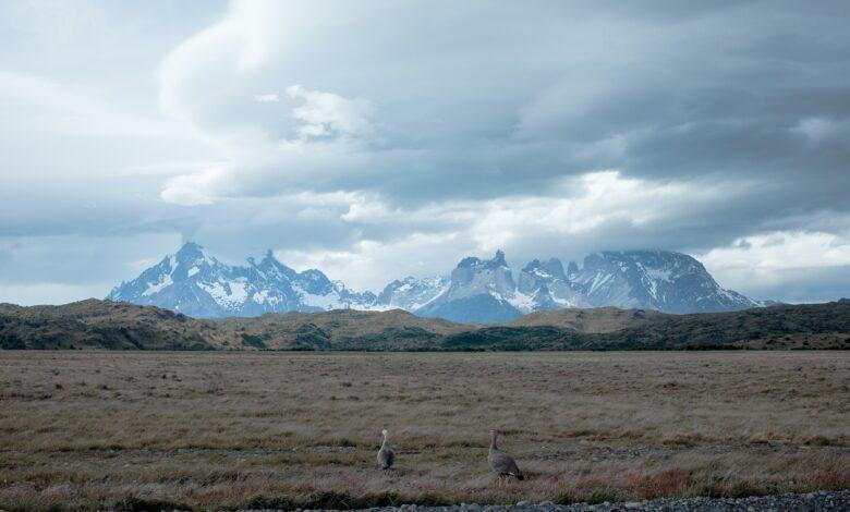 🏔️ Rugged Beauty of Patagonia: Torres del Paine National Park 🌲