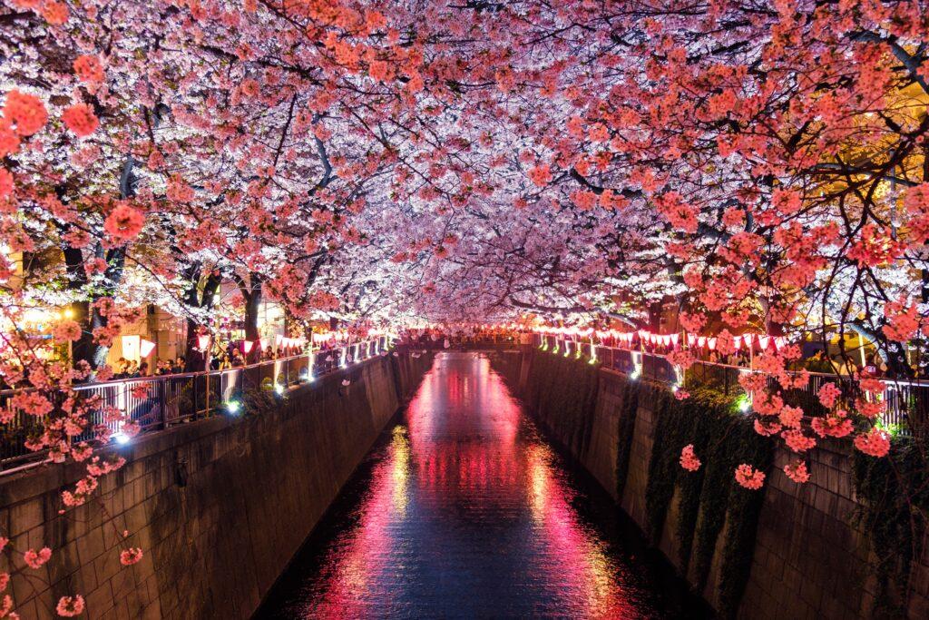 🌸 A Cultural Journey through Kyoto, Japan 🏯🍵