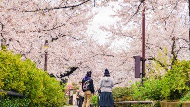 🌸 Cherry Blossom Season in Kyoto, Japan 🌸