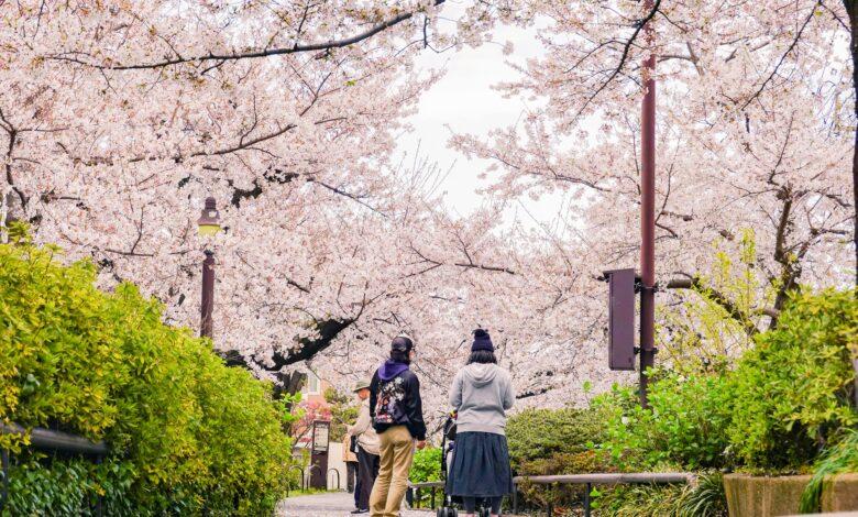 🌸 Cherry Blossom Season in Kyoto, Japan 🌸