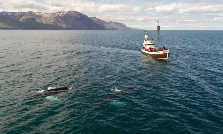 🐋 Whale Watching in British Columbia: A Nature Lover's Paradise 🌊