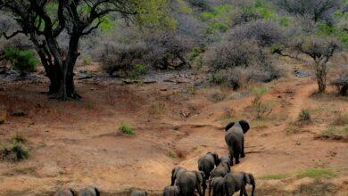 Wildlife Safari 🦁: Exploring Ranthambore National Park 🌿