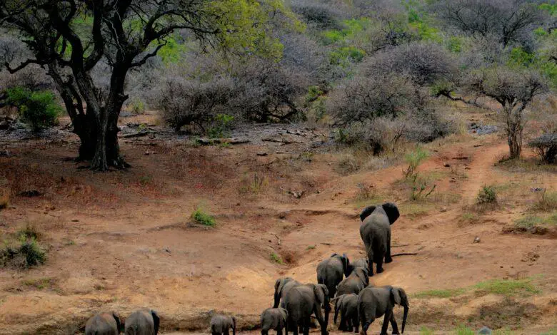 Wildlife Safari 🦁: Exploring Ranthambore National Park 🌿